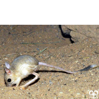 گونه دوپای مصری کوچک Lesser Egyptain jerboa